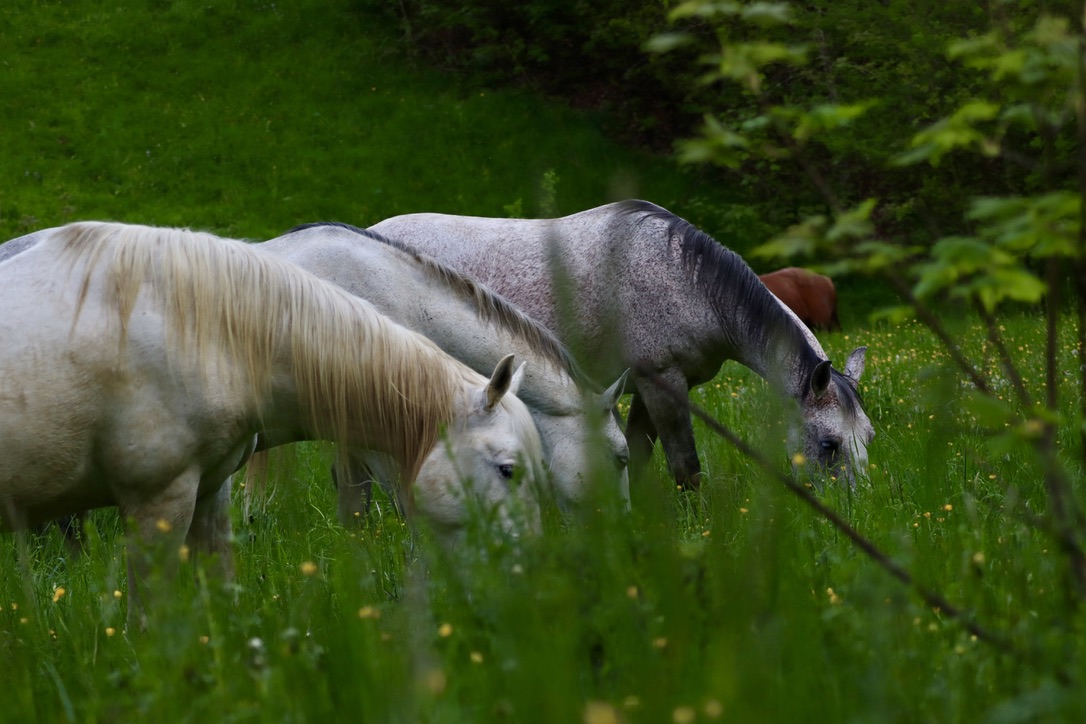 EK ANH Titelbild Einzelkurs ECVM mit Karin Kattwinkel